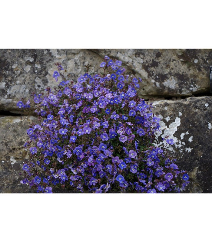 Veronica peduncularis (Oxford Blue) - Buy Cold Climate Plants Online Tablelands Nurseries