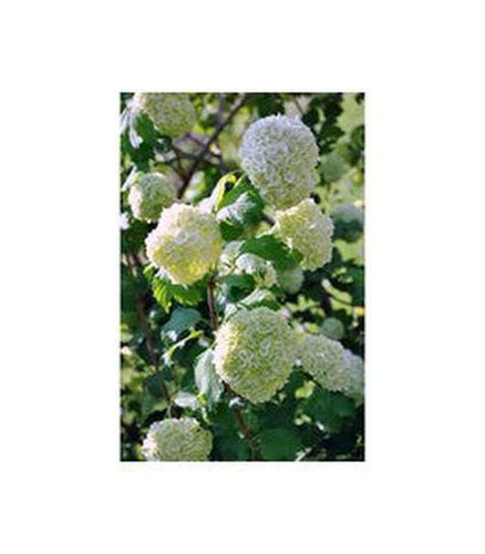 Vibernum opulus (Snowball Tree) - Buy Cold Climate Plants Online Tablelands Nurseries