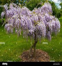 Wisteria (9 Varieties Available)