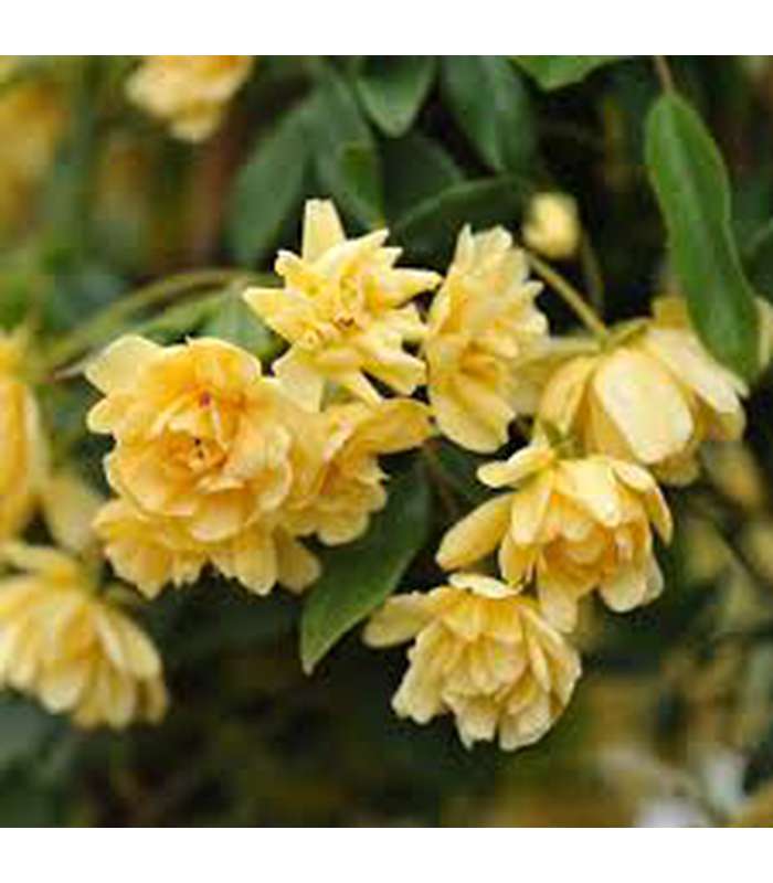 Rosa banksiae (2 varieties available) - Buy Cold Climate Plants Online Tablelands Nurseries
