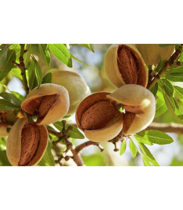 Almond (Self Fertile)
