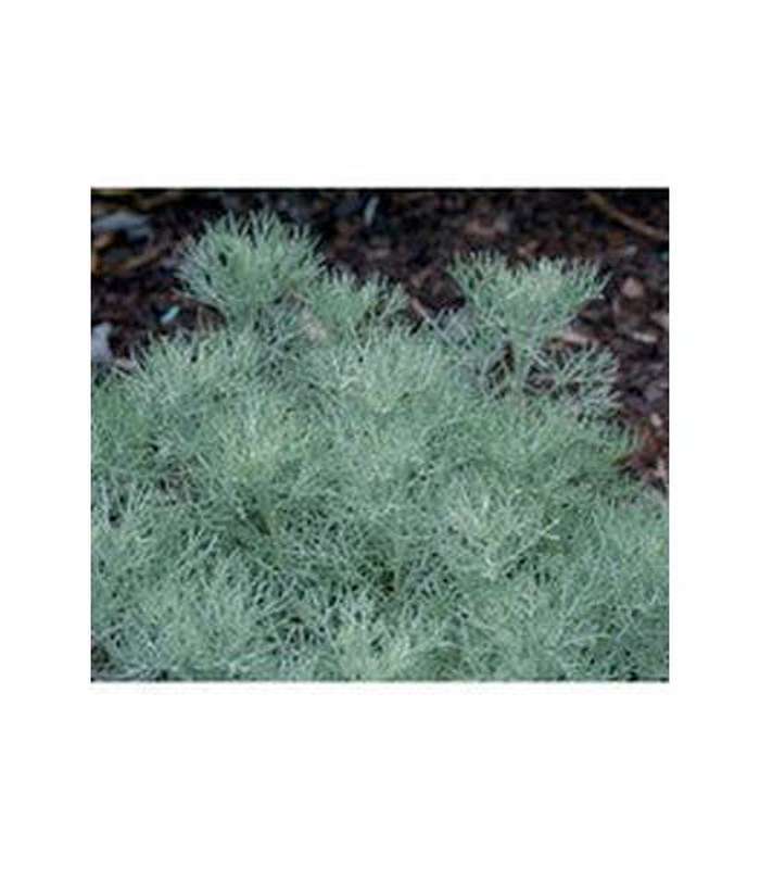 Artemisia canescens - Buy Cold Climate Plants Online Tablelands Nurseries