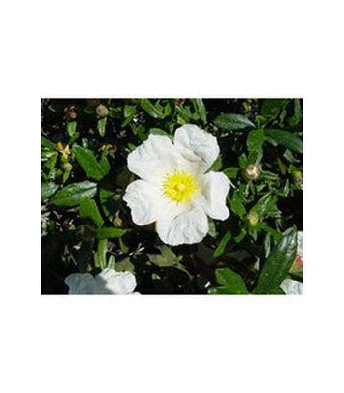 Cistus x laxus (Snow White) - Buy Cold Climate Plants Online Tablelands Nurseries