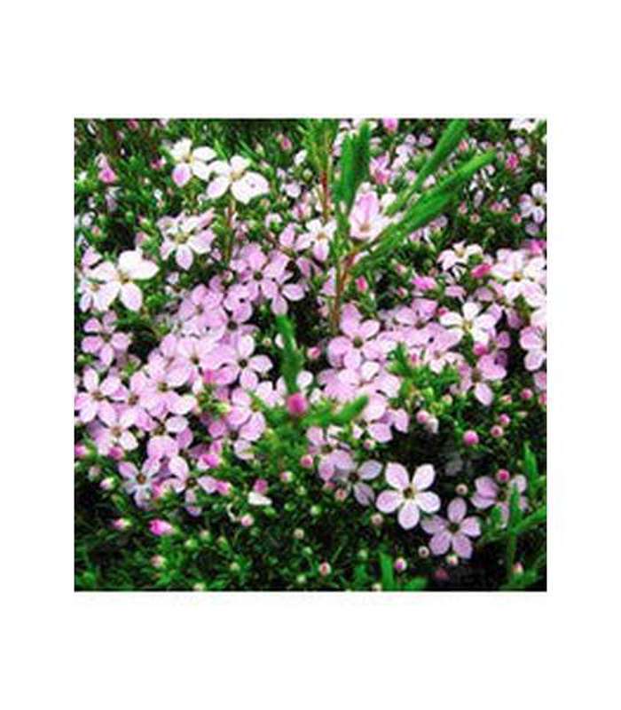 Coleonema Pulchrum Compactum (Dwarf Pink Diosma) - Buy Cold Climate Plants Online Tablelands Nurseries