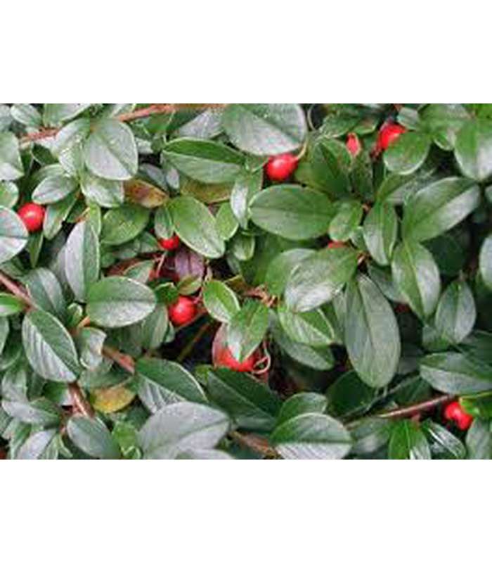 Cotoneaster (2 Varieties Available) - Buy Cold Climate Plants Online Tablelands Nurseries