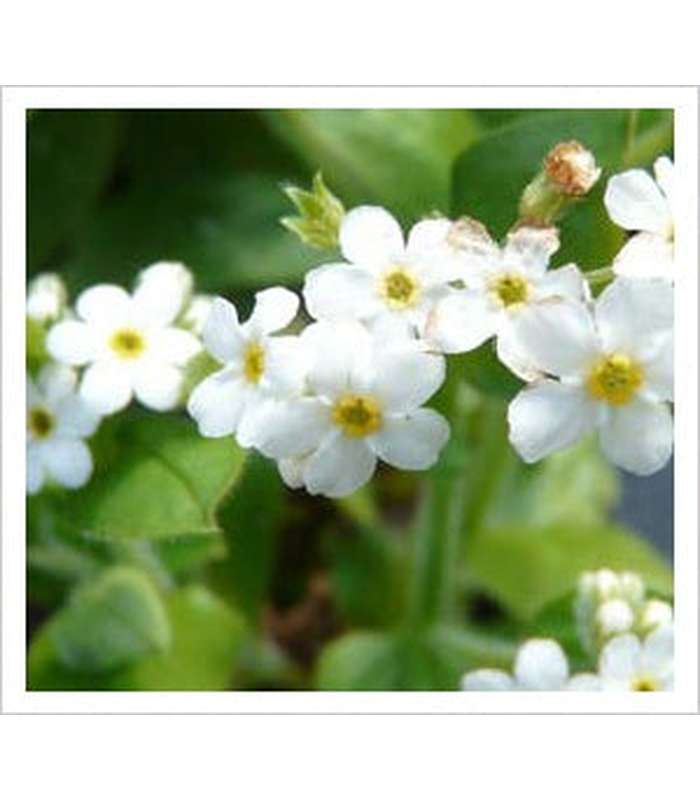 Myostotis salvatica Victoria Alba 'Forget-Me-Not'