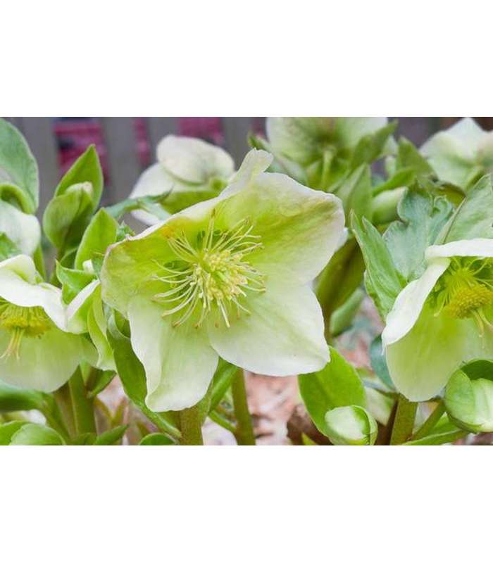 Helleborus niger 'HGC Green Corsican' Lenten Rose - Buy Cold Climate Plants Online Tablelands Nurseries