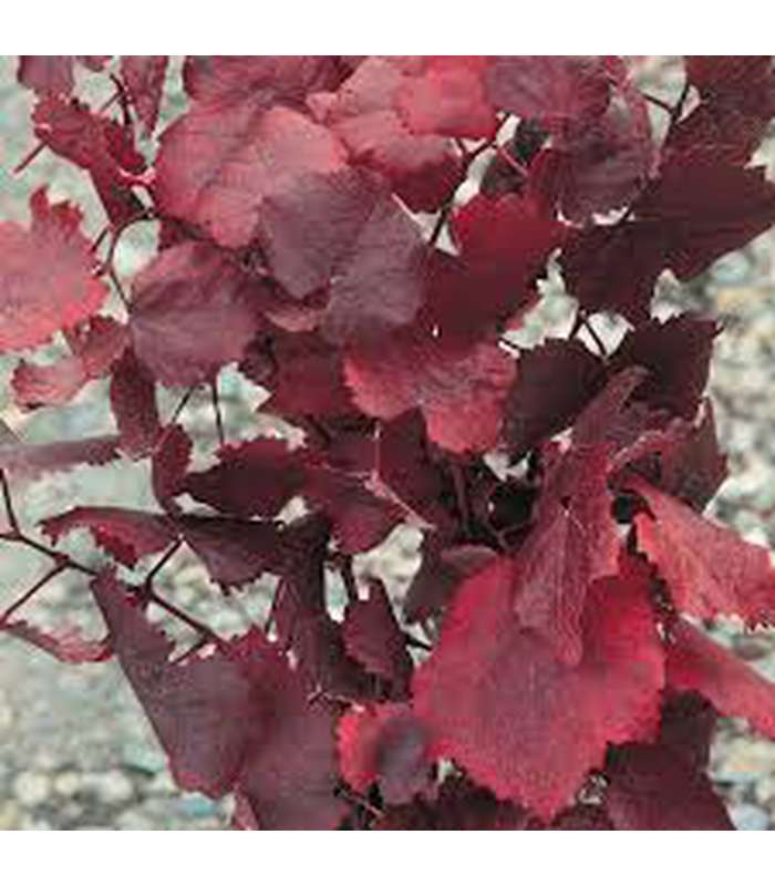 Vitis vinifera (Ornamental Grape)