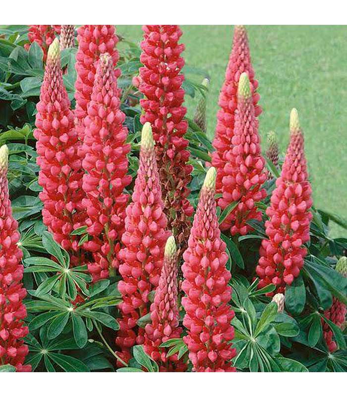 Lupinus polyphyllus (5 Varieties Available)