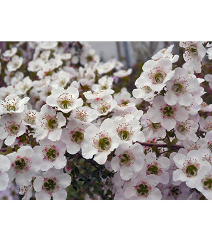 Leptospermum (5 Varieties Available) - Buy Cold Climate Plants Online Tablelands Nurseries