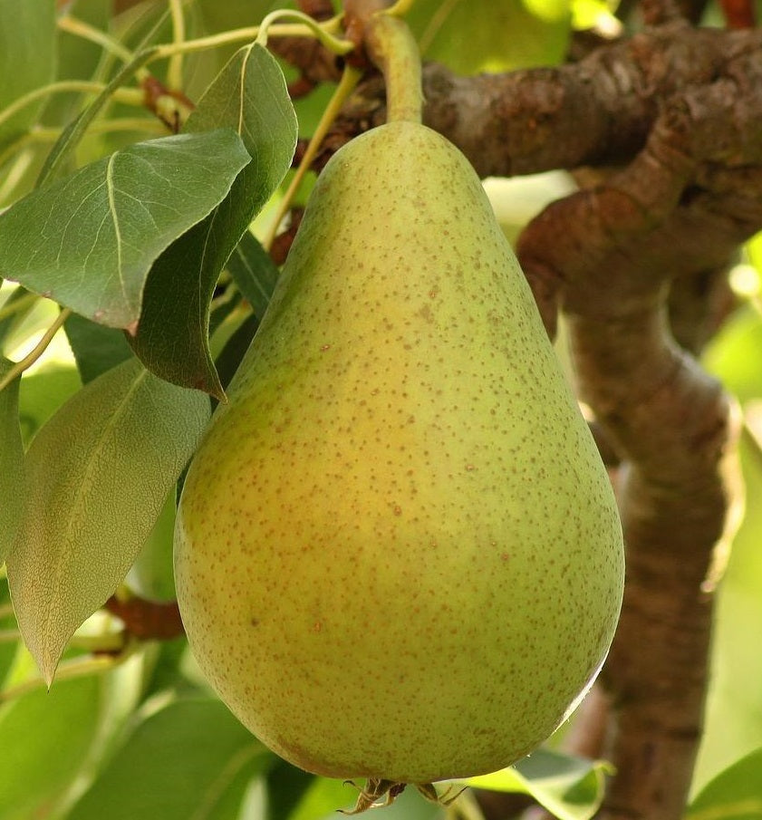 Pear (6 Varieties Available)