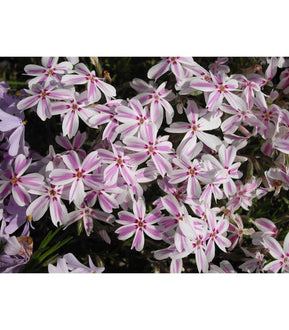 Alpine Phlox (6 Varieties Available) - Buy Cold Climate Plants Online Tablelands Nurseries