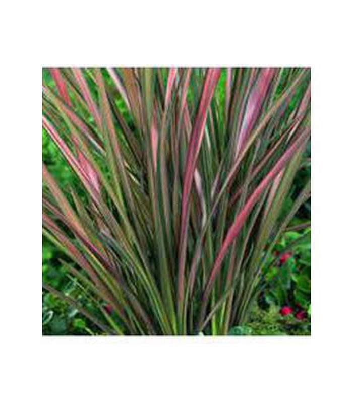 Phormium (9 varieties Available) - Buy Cold Climate Plants Online Tablelands Nurseries