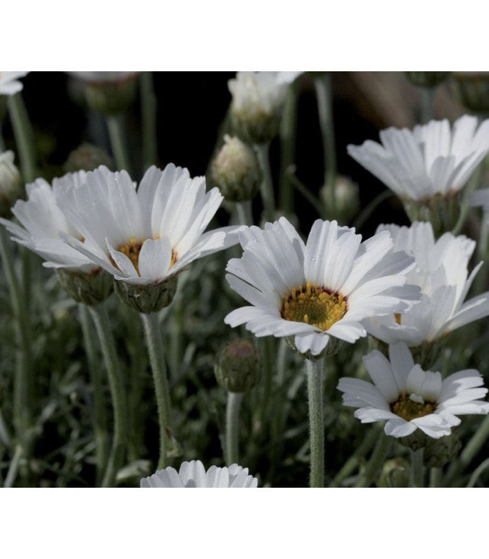 Rhodanthemum catananche ‘Tizi nTest’ - Buy Cold Climate Plants Online Tablelands Nurseries