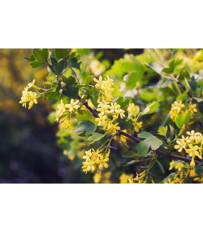 Ribes odoratum (Clove Currant)
