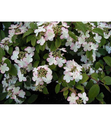 Vibernum plicatum 'Pink Beauty' - Buy Cold Climate Plants Online Tablelands Nurseries