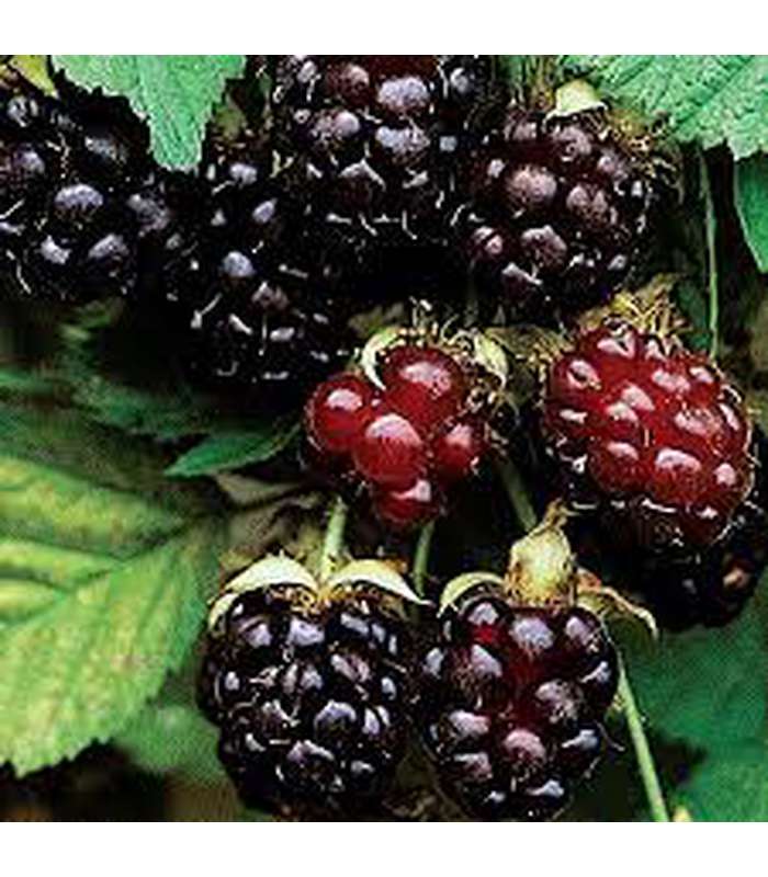 Youngberry - Buy Cold Climate Plants Online Tablelands Nurseries